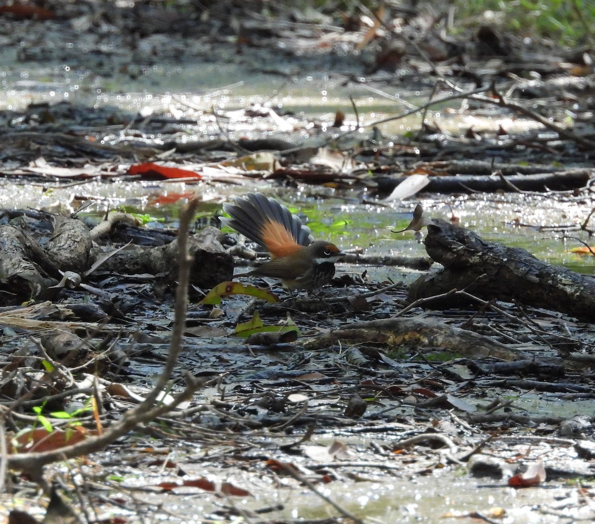 Australian Rufous Fantail - ML633946864