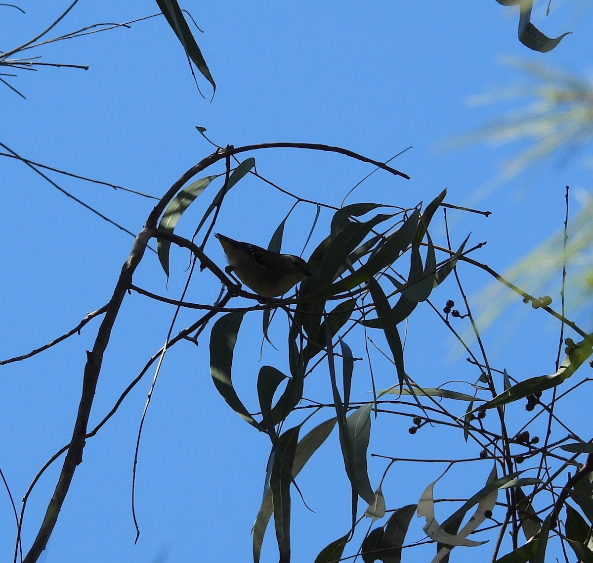 Spotted Pardalote - ML633946868