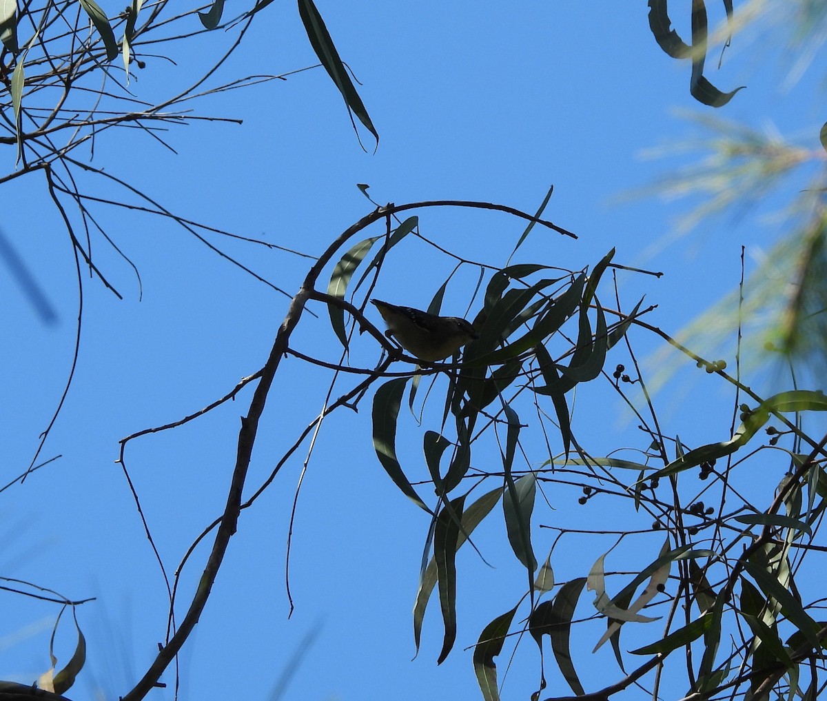Spotted Pardalote - ML633946869