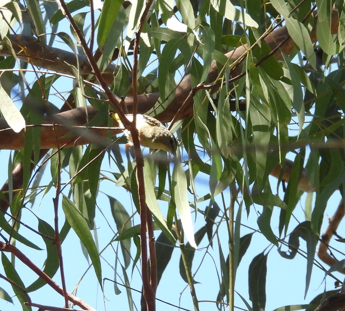 Spotted Pardalote - ML633946870