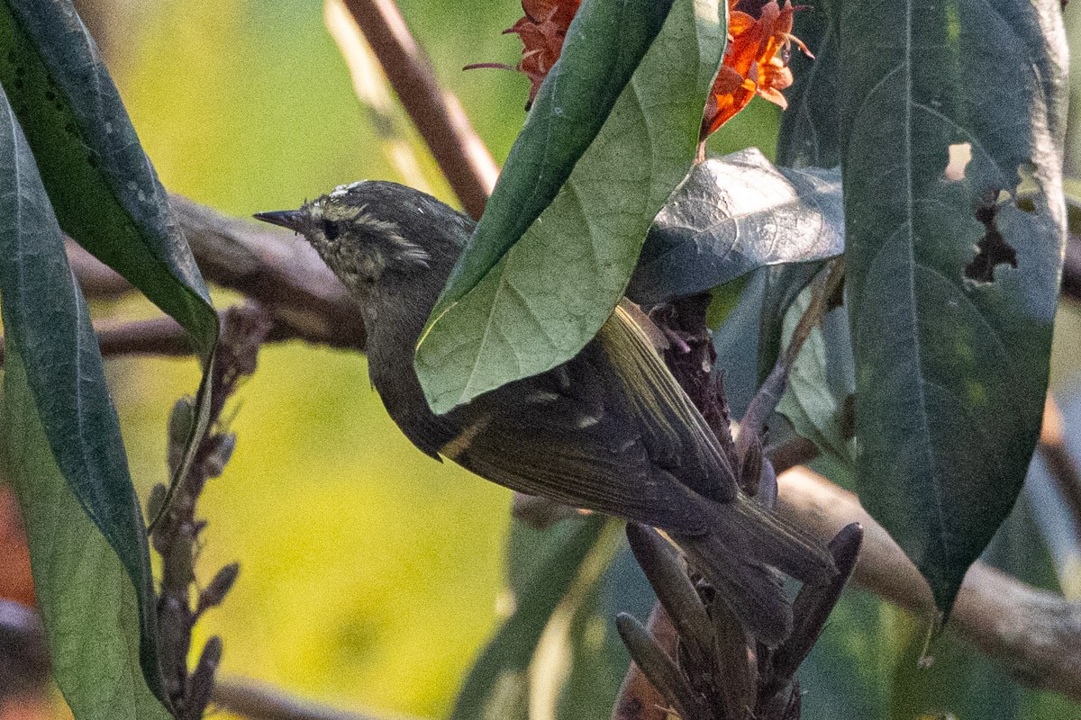 Buff-barred Warbler - ML633946894