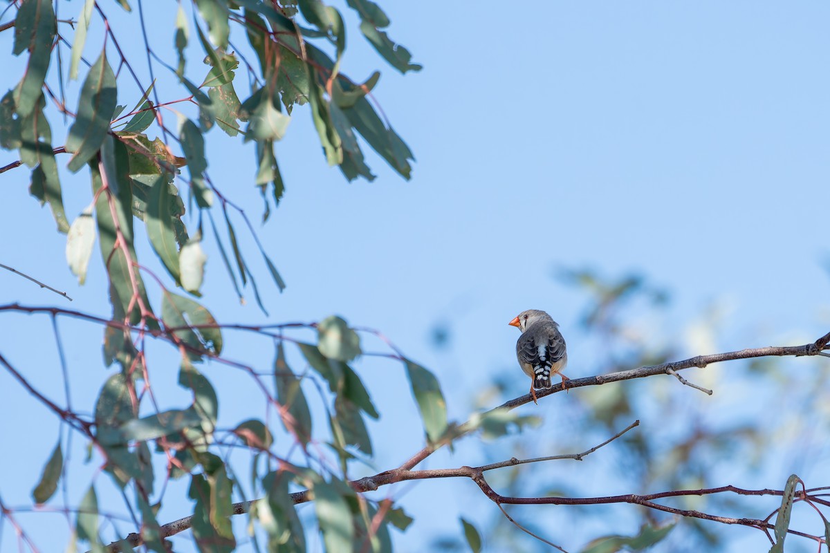 Zebra Finch - ML633947046
