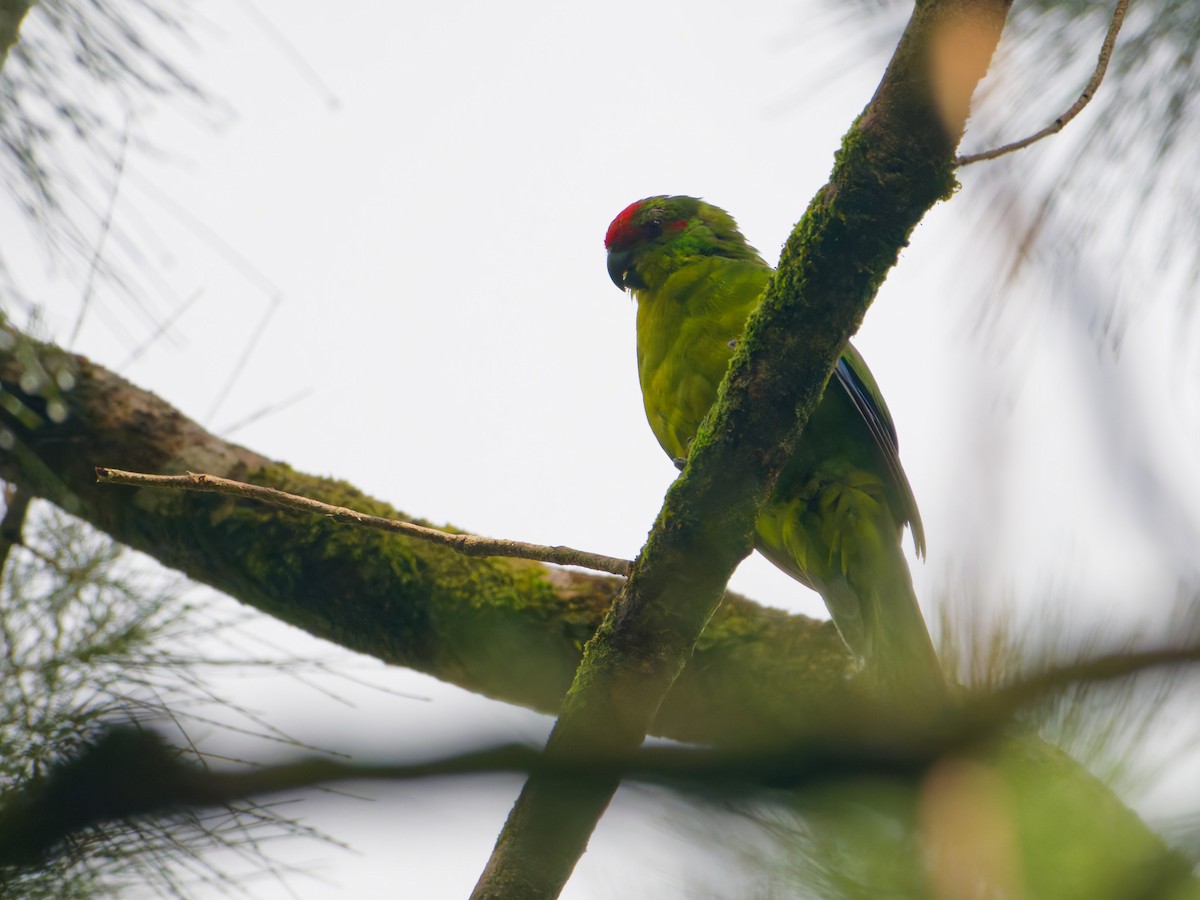 New Caledonian Parakeet - ML633947055