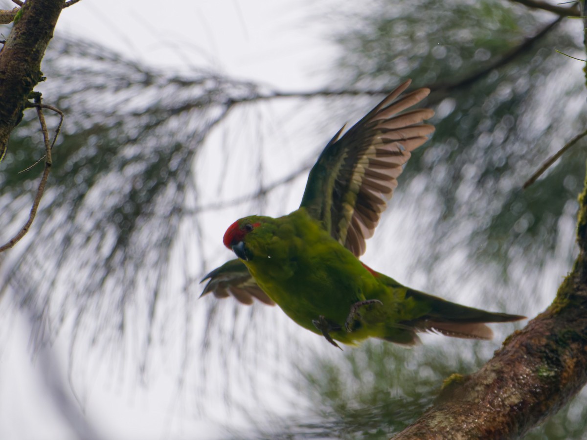 New Caledonian Parakeet - ML633947056