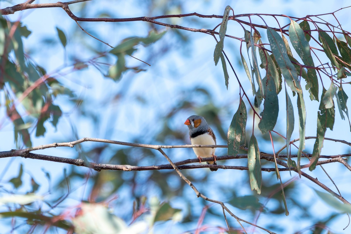 Zebra Finch - ML633947076