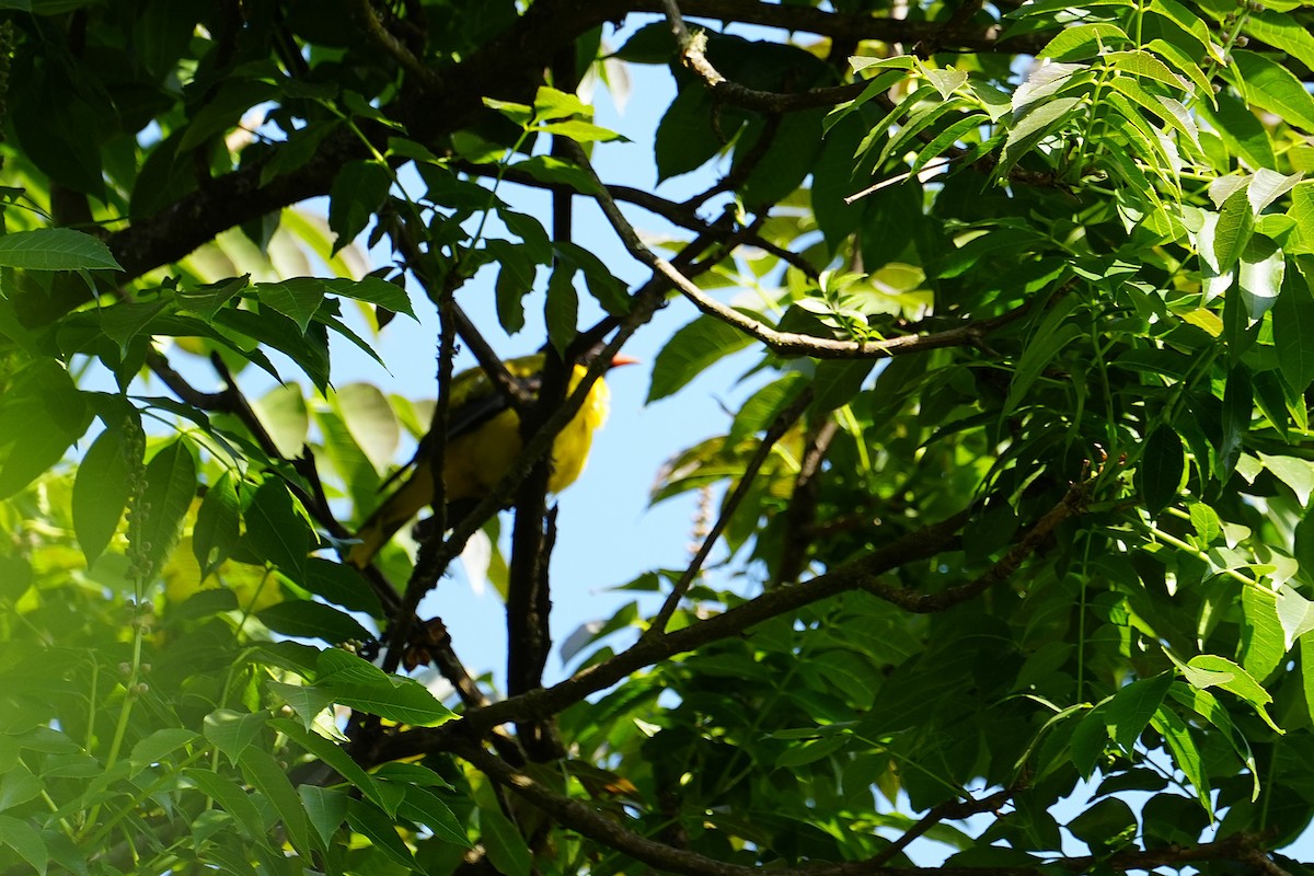 Ethiopian Black-headed Oriole - ML633947106