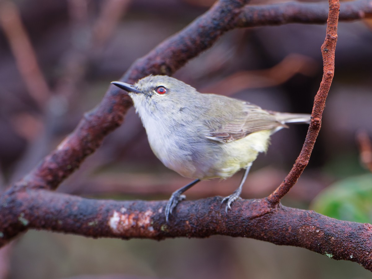 Fan-tailed Gerygone - ML633947126
