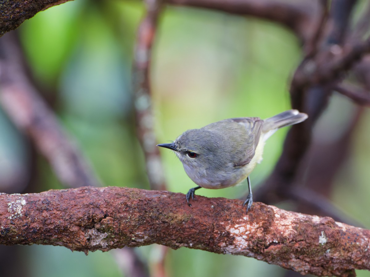 Fan-tailed Gerygone - ML633947127