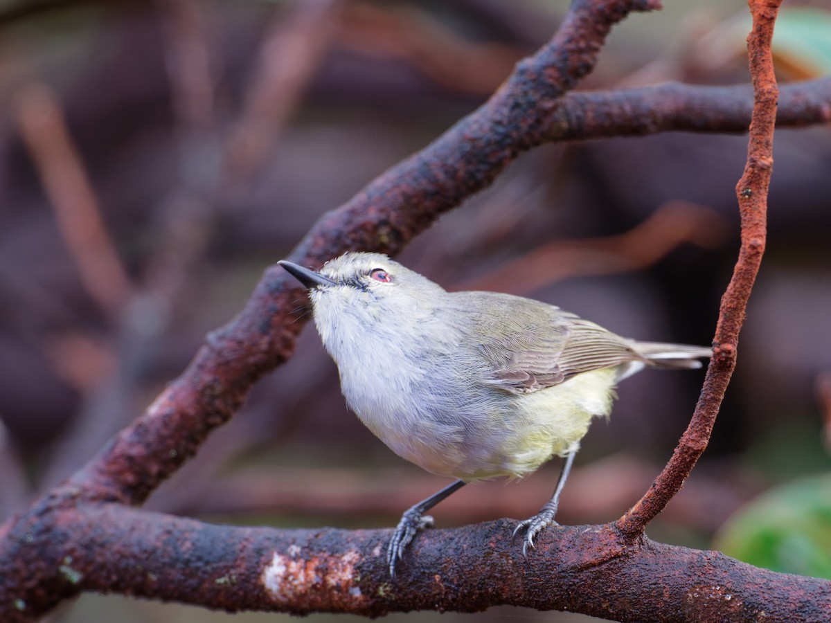 Fan-tailed Gerygone - ML633947128