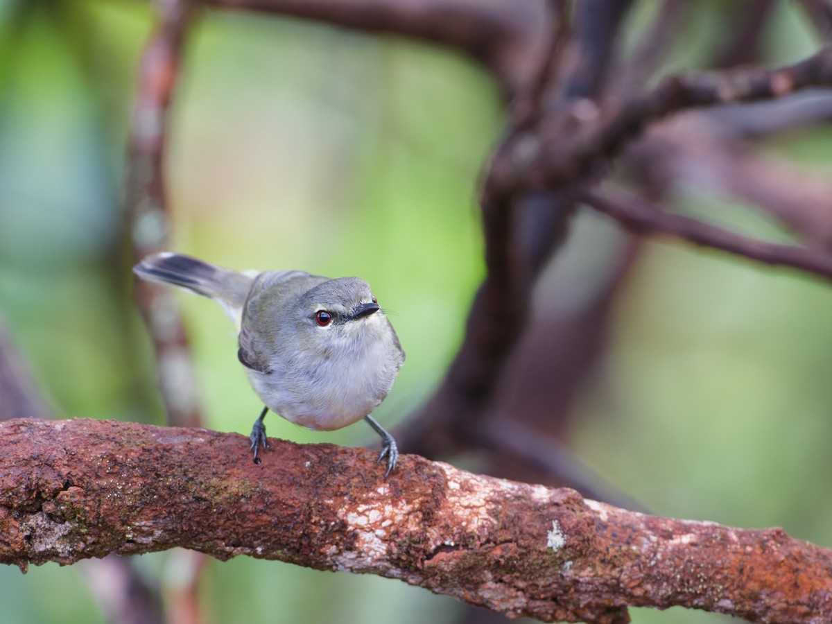 Fan-tailed Gerygone - ML633947129