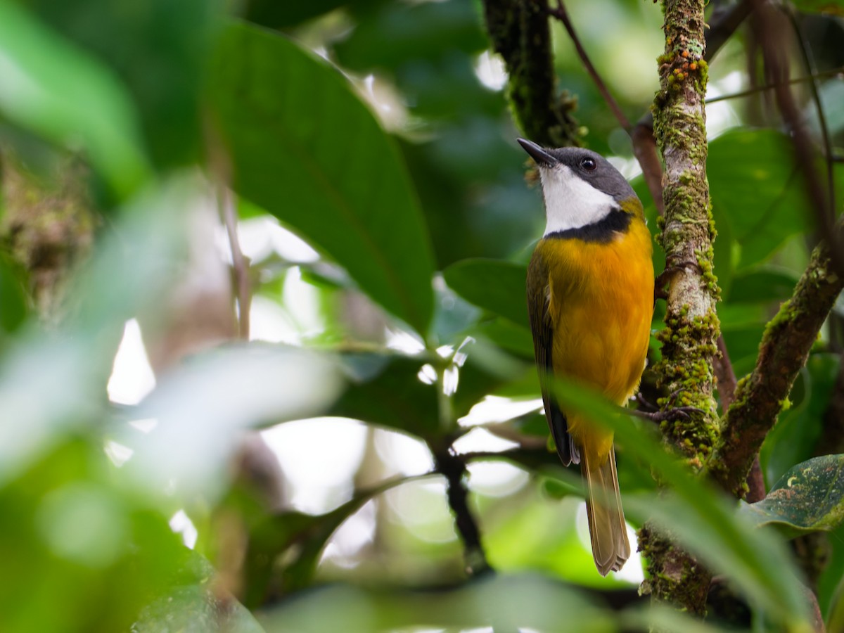 New Caledonian Whistler - ML633947134