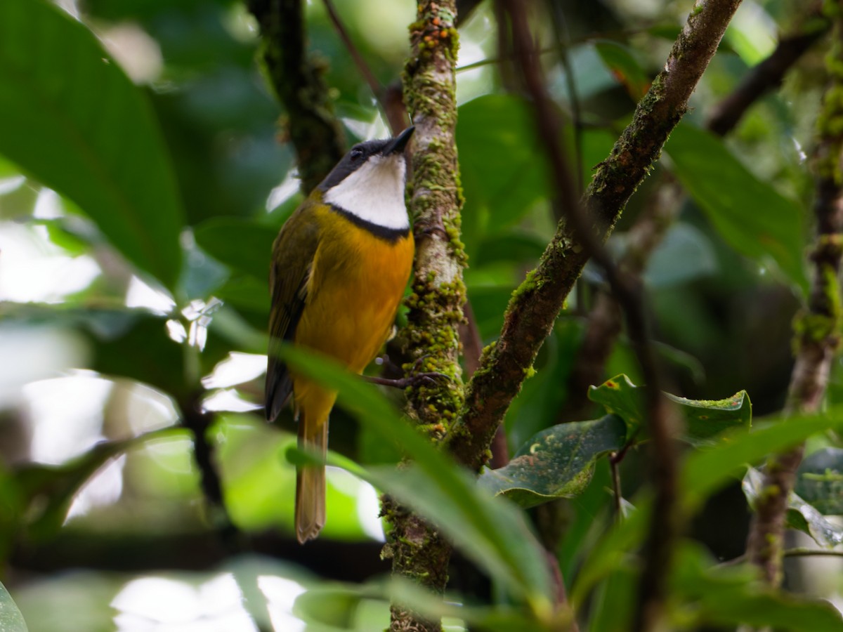 New Caledonian Whistler - ML633947135