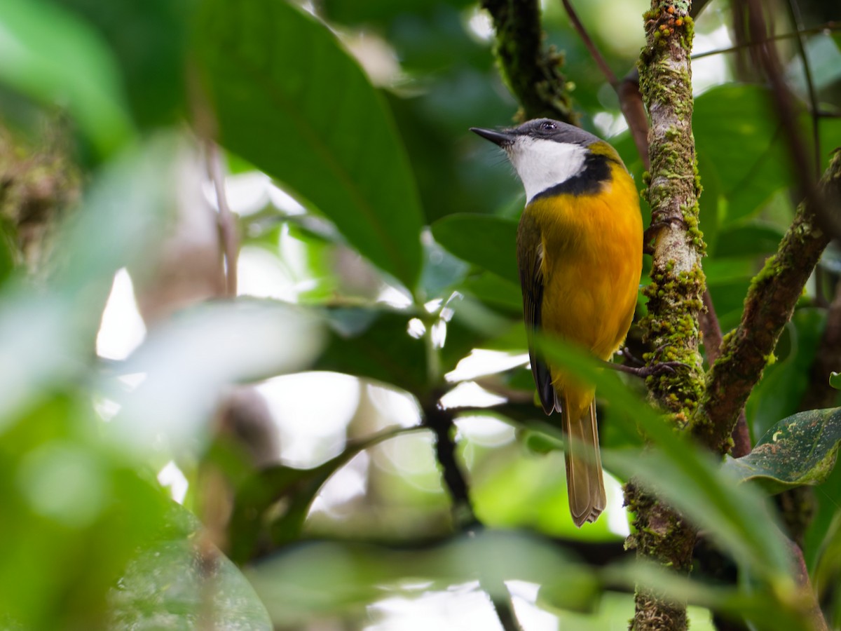 New Caledonian Whistler - ML633947136