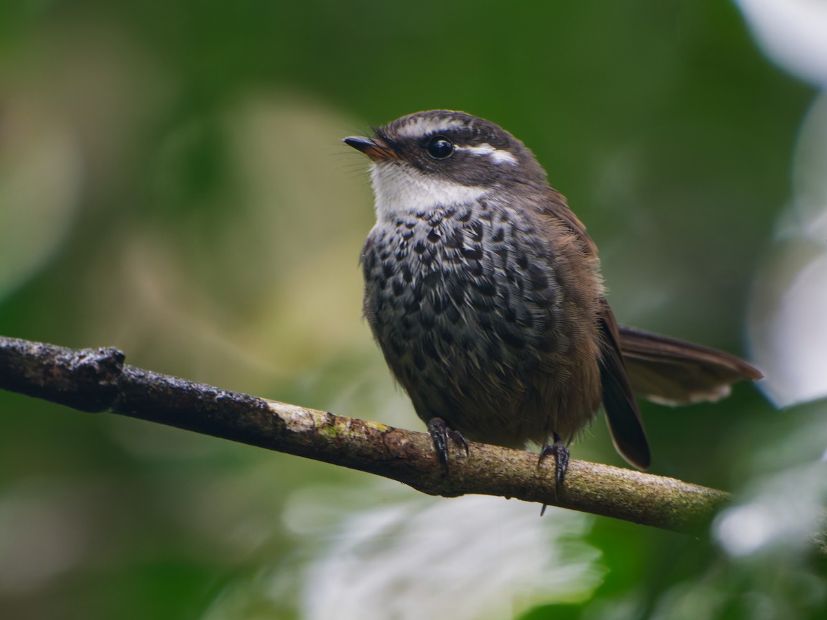 New Caledonian Streaked Fantail - ML633947156
