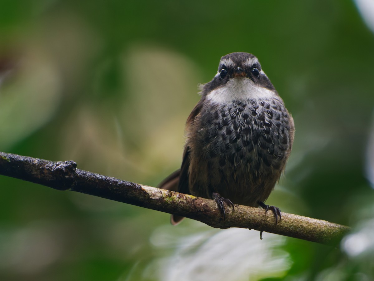 New Caledonian Streaked Fantail - ML633947157