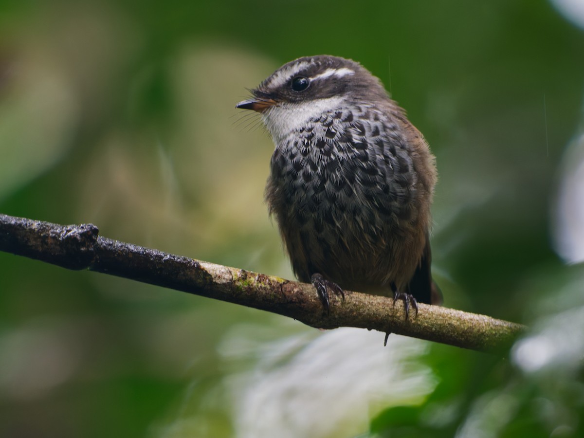 New Caledonian Streaked Fantail - ML633947158