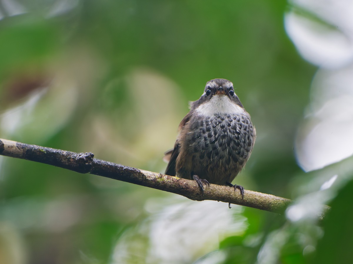 New Caledonian Streaked Fantail - ML633947159