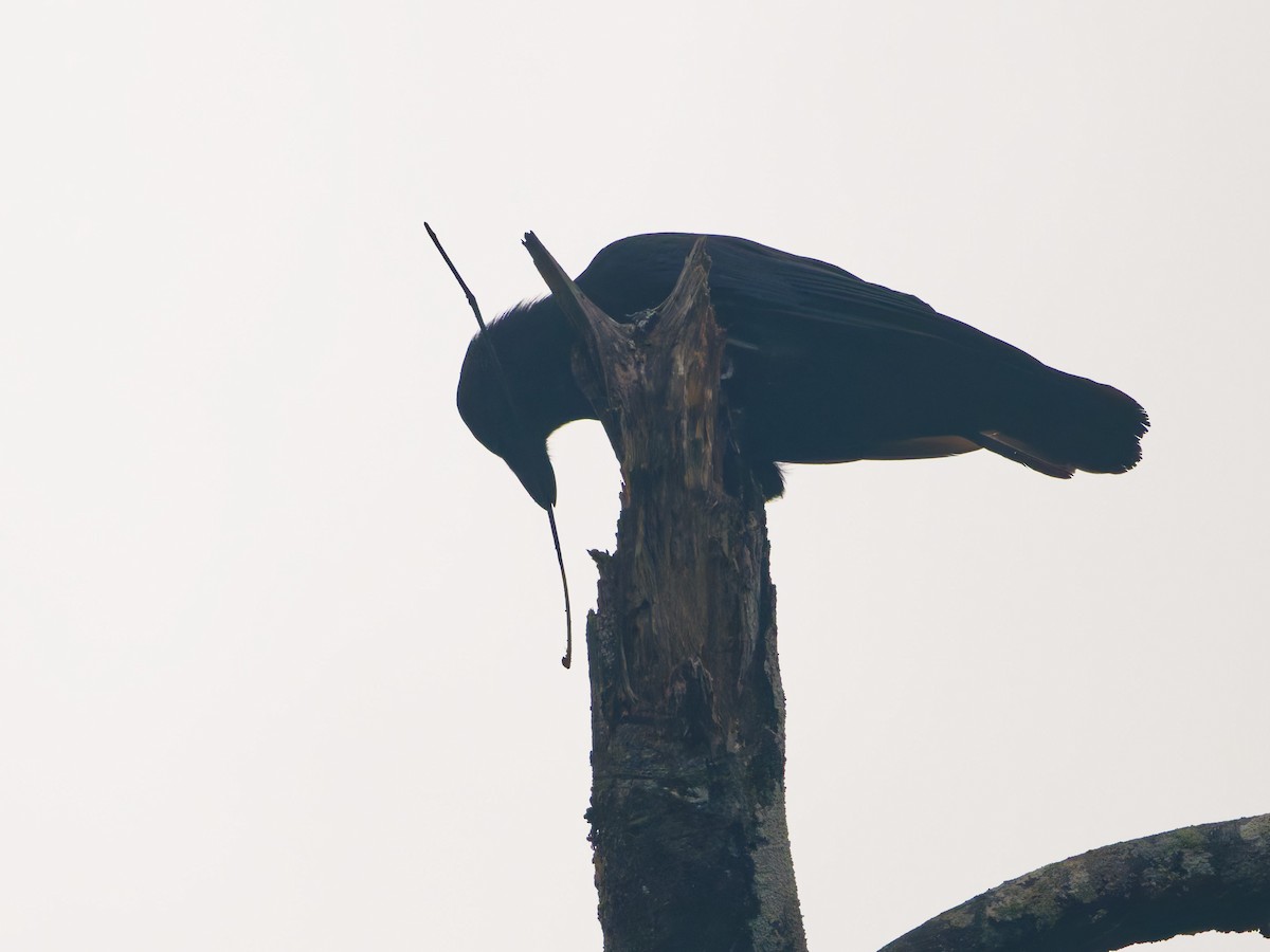 New Caledonian Crow - ML633947178