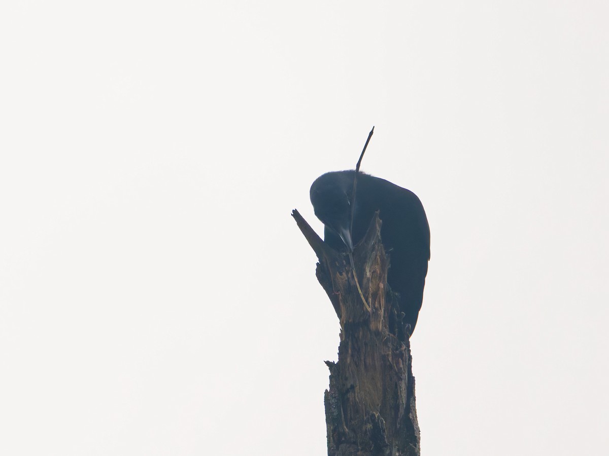New Caledonian Crow - ML633947179