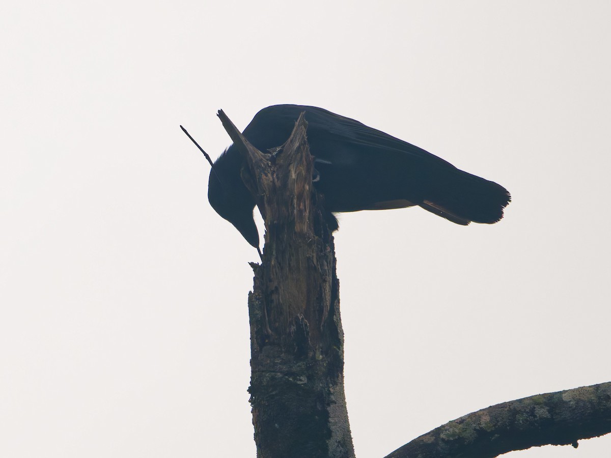 New Caledonian Crow - ML633947181