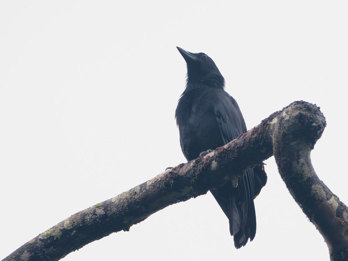 New Caledonian Crow - ML633947208