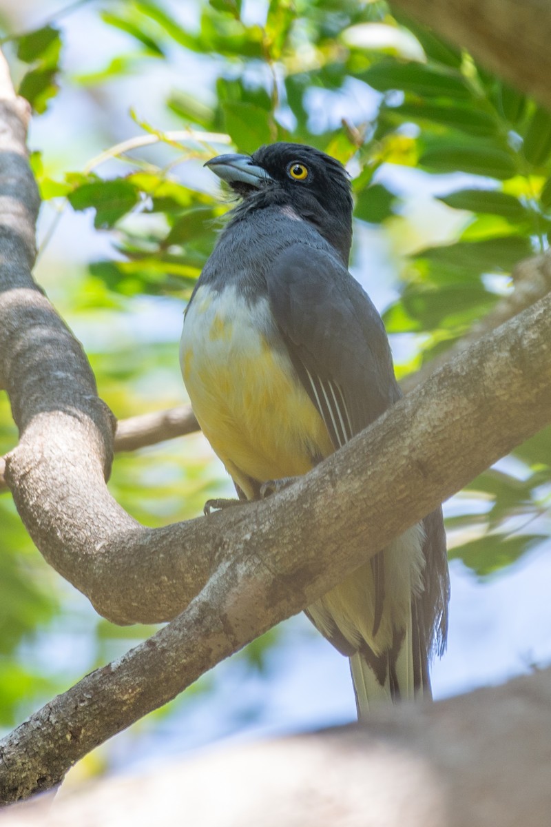 Citreoline Trogon - ML633947274