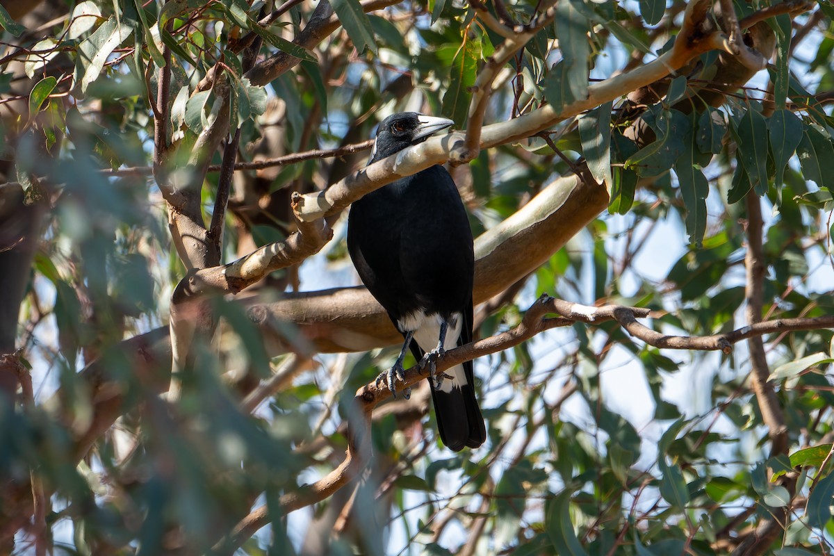 Australian Magpie (Black-backed) - ML633947304