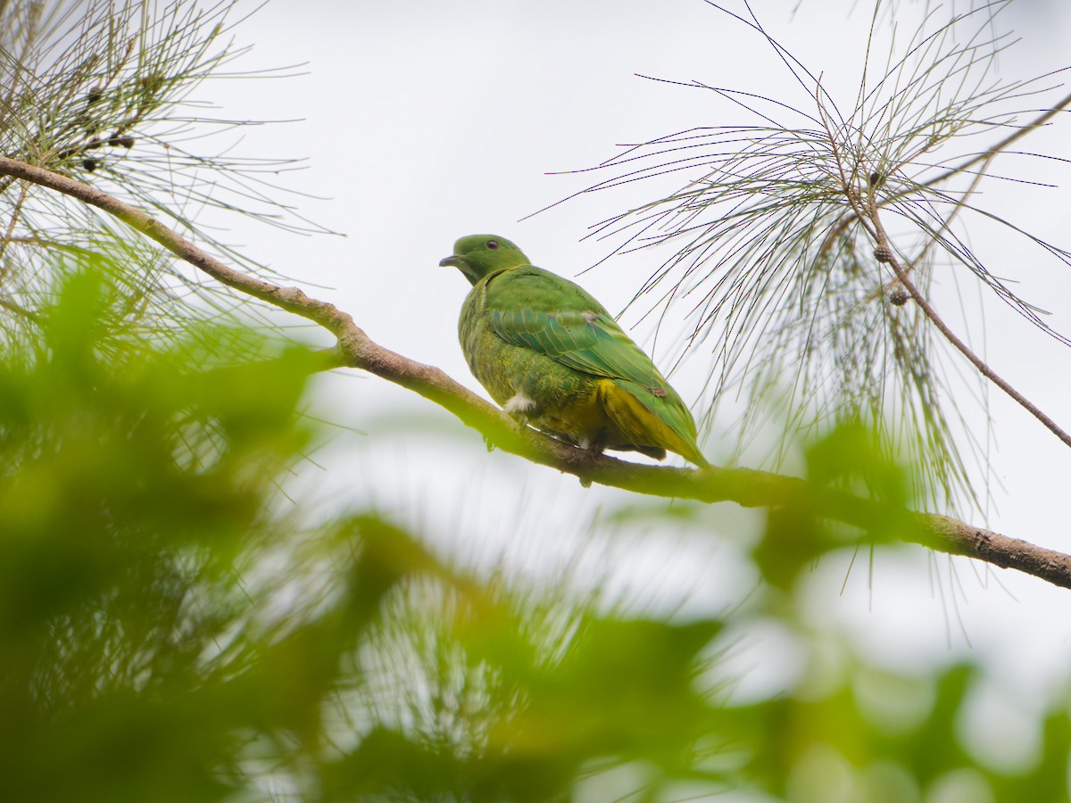 Cloven-feathered Dove - ML633947440
