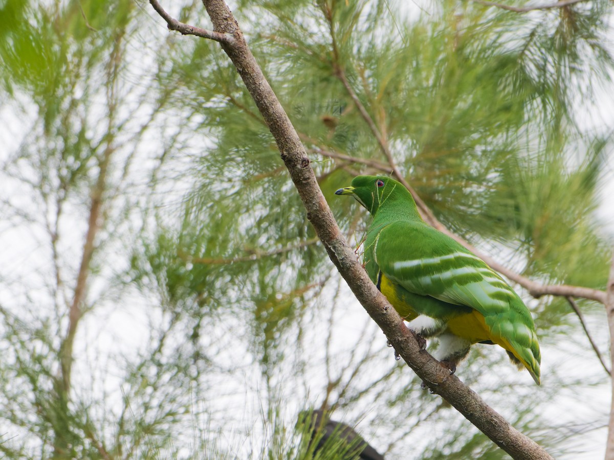 Cloven-feathered Dove - ML633947441