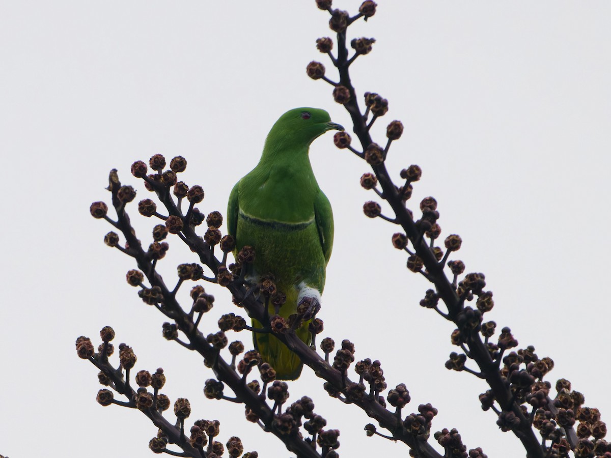 Cloven-feathered Dove - ML633947447