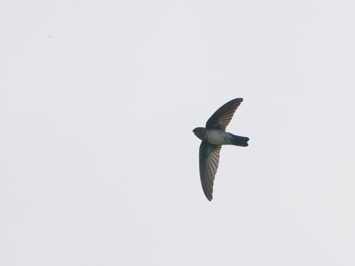 Satin Swiftlet - ML633947458