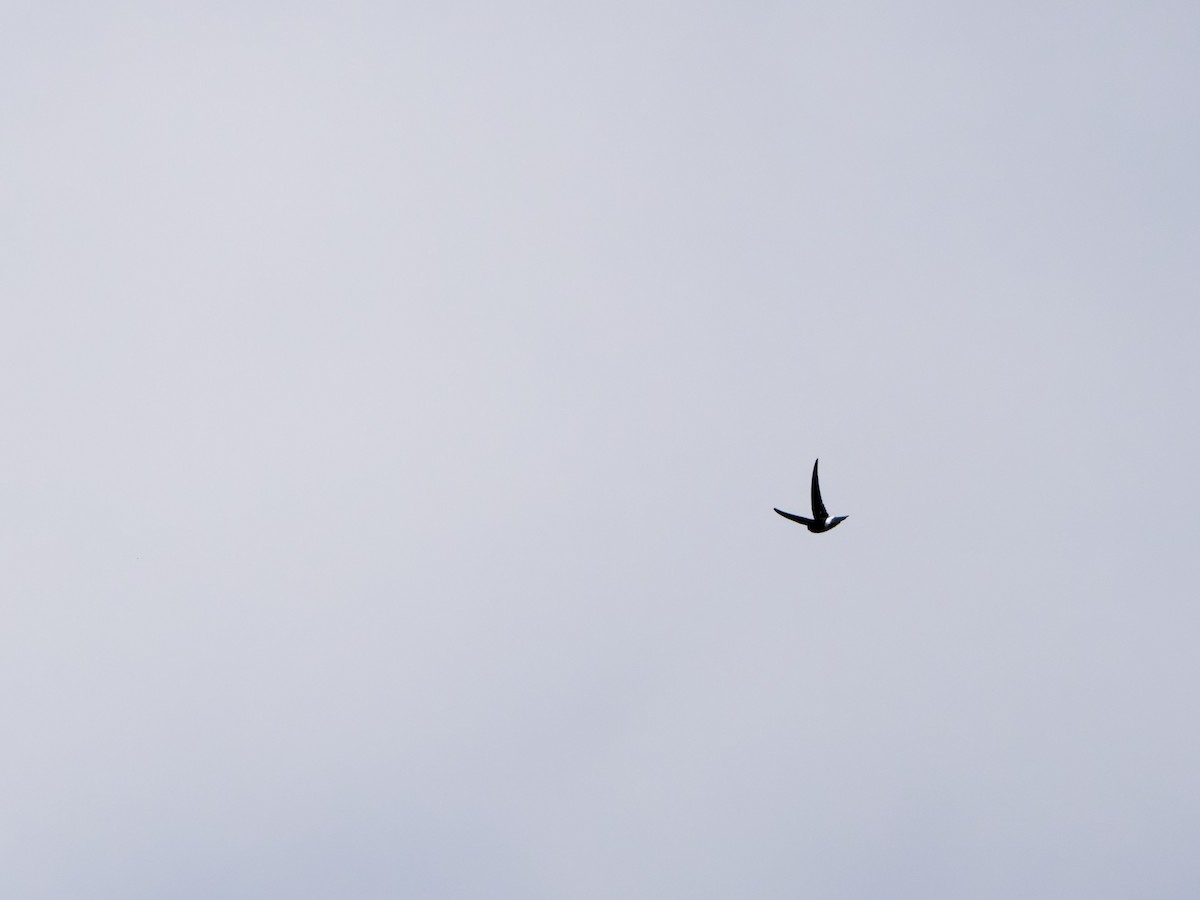 Satin Swiftlet - ML633947459