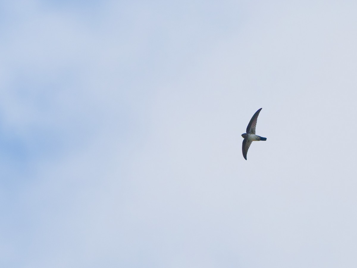 Satin Swiftlet - ML633947460