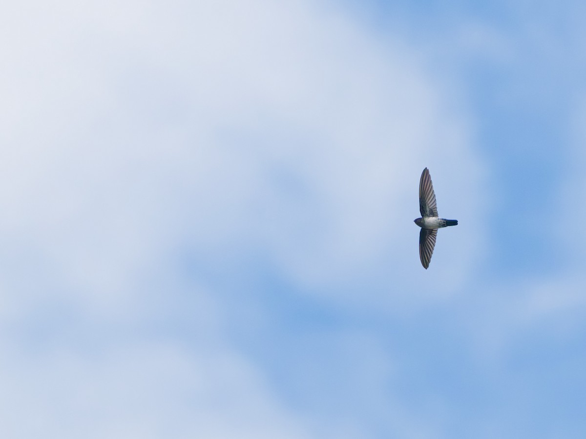 Satin Swiftlet - ML633947461