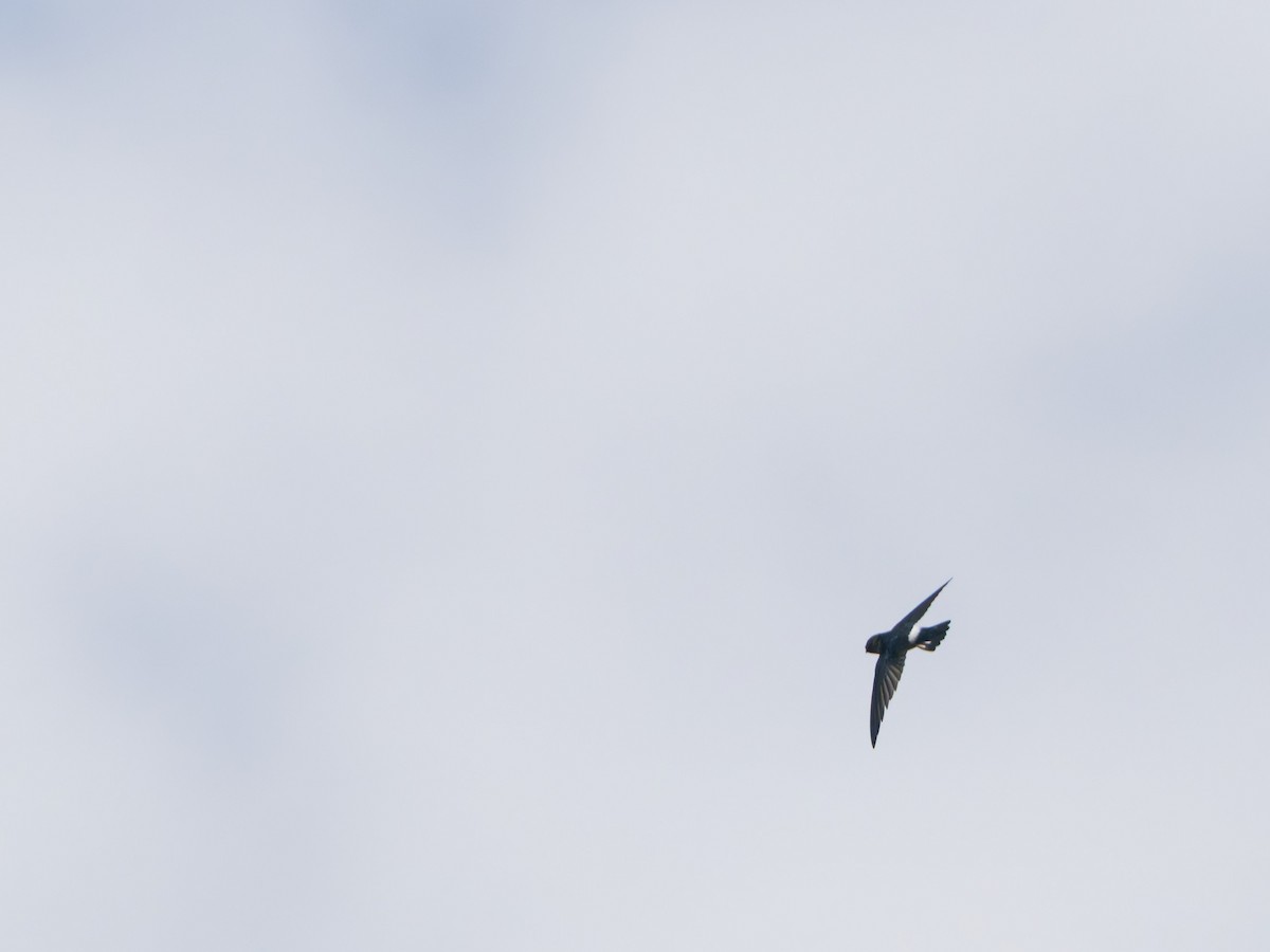 Satin Swiftlet - ML633947462