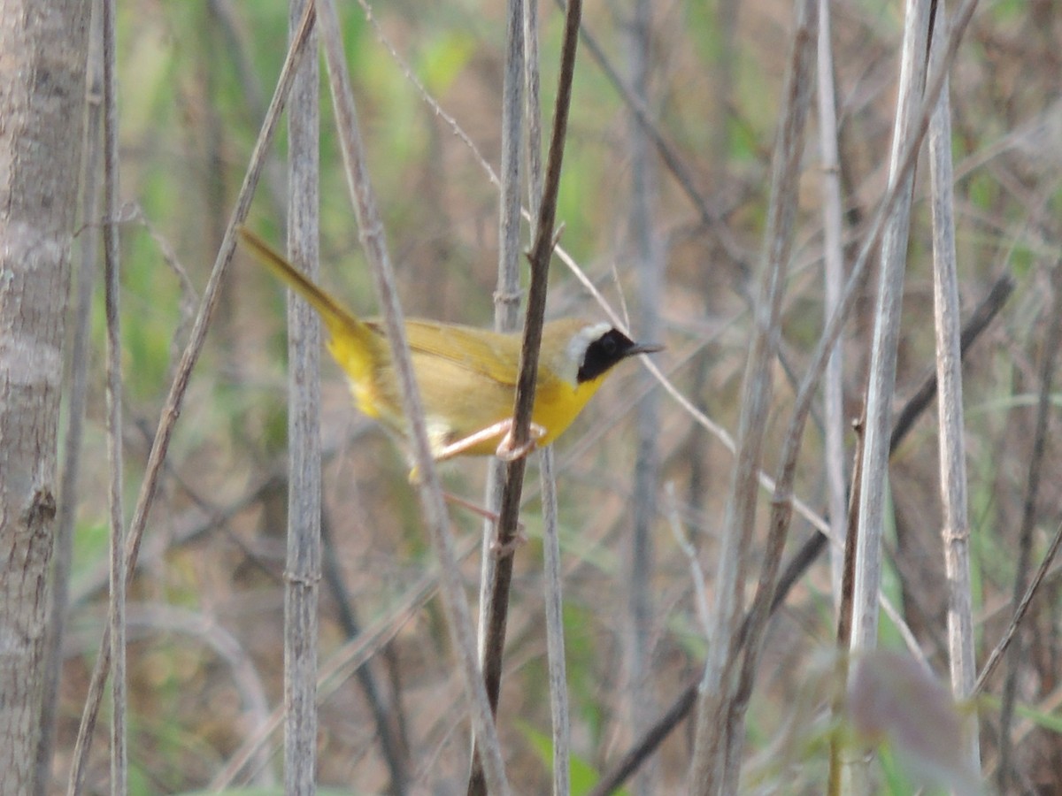 Common Yellowthroat - ML633947483