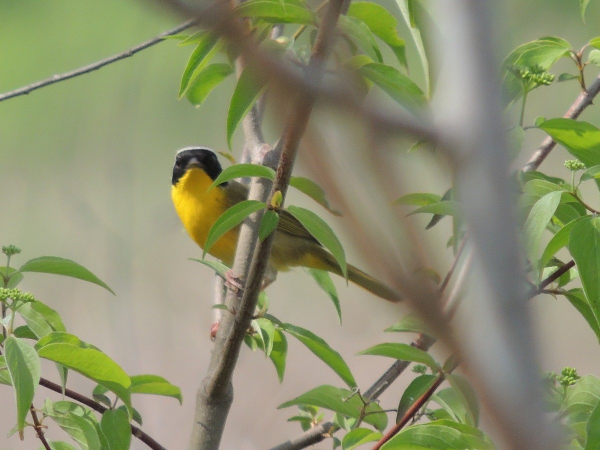 Common Yellowthroat - ML633947484