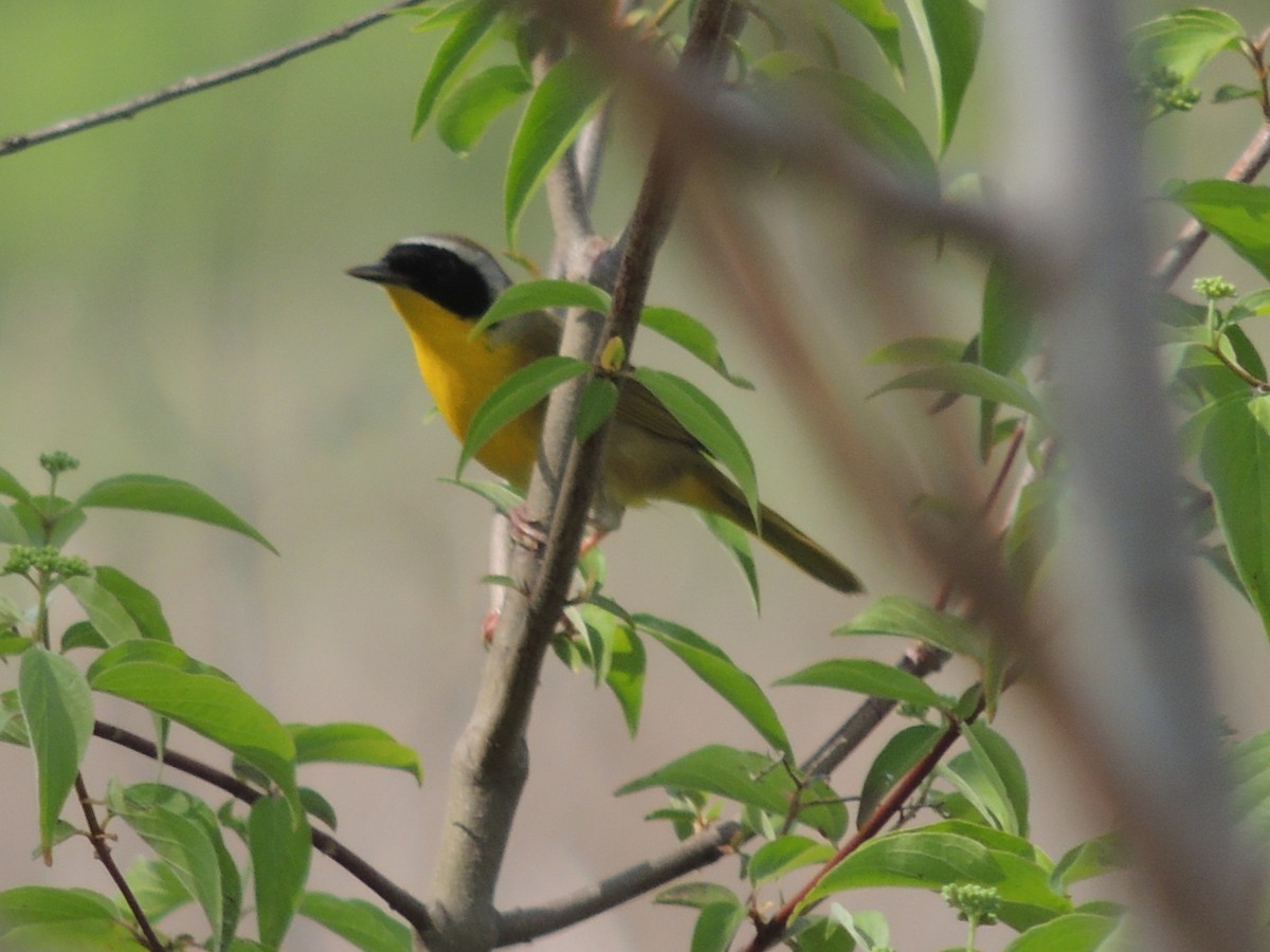 Common Yellowthroat - ML633947488