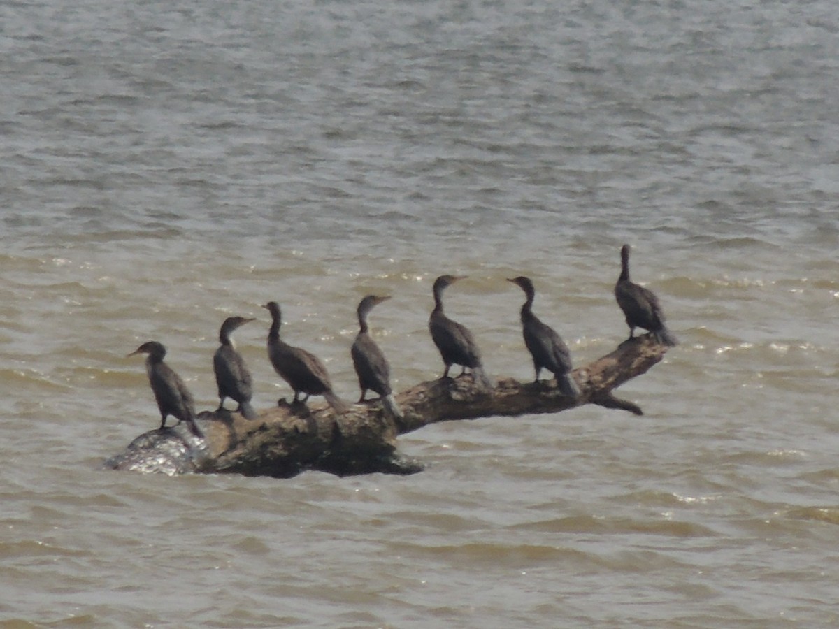 Double-crested Cormorant - ML633947491