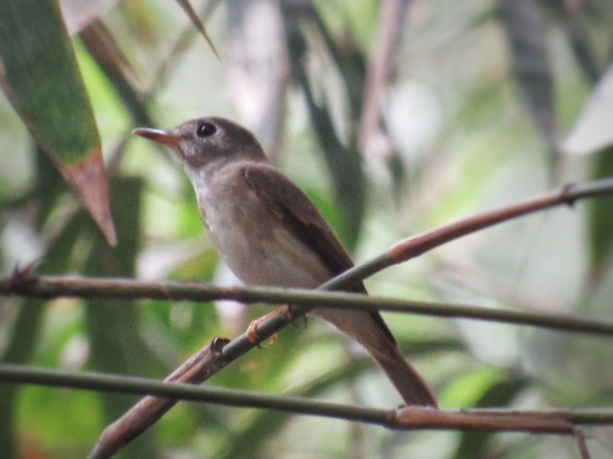Brown-breasted Flycatcher - ML633947653