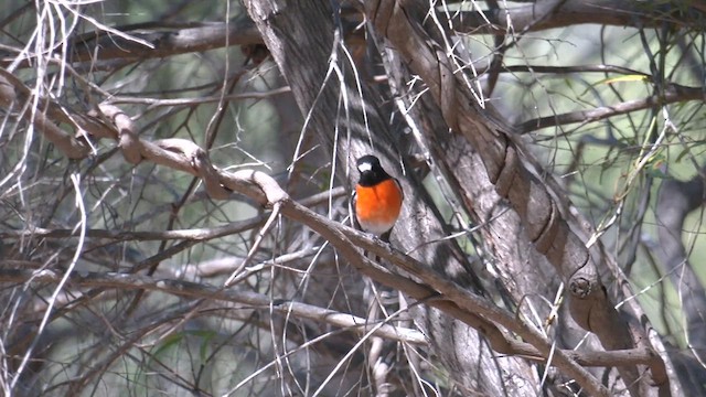 Scarlet Robin - ML633947761