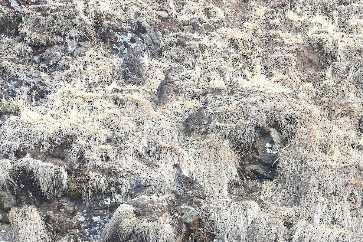 Chestnut-naped Spurfowl (Northern) - ML633947867