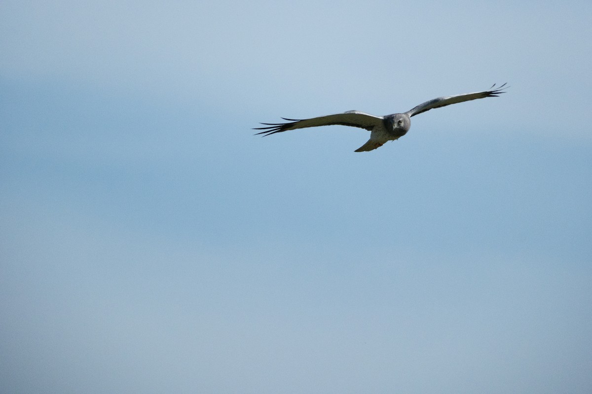 Northern Harrier - ML633947885
