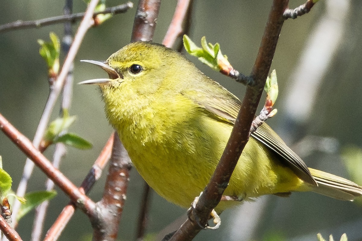 Orange-crowned Warbler - ML633947887