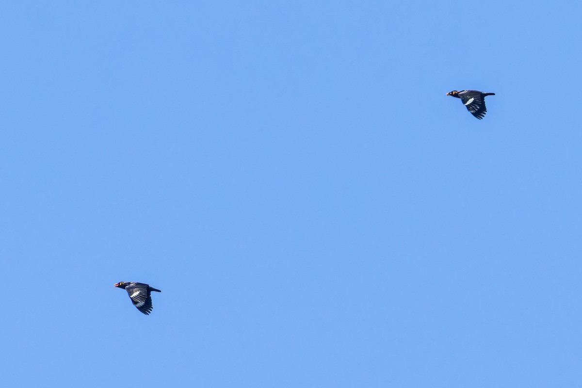 Common Hill Myna (Common) - ML633947888