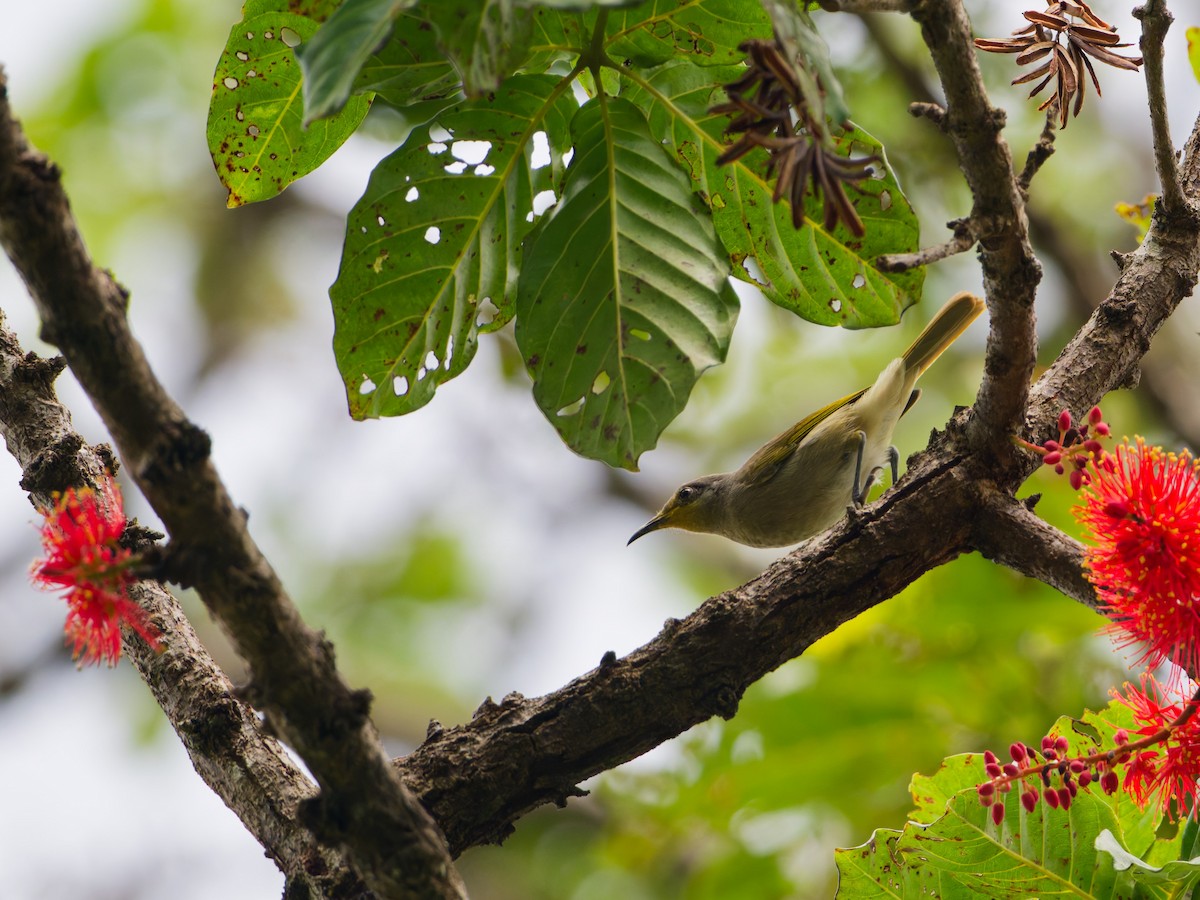 Dark-brown Honeyeater - ML633947891
