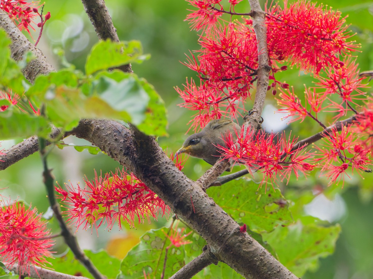 Dark-brown Honeyeater - ML633947892