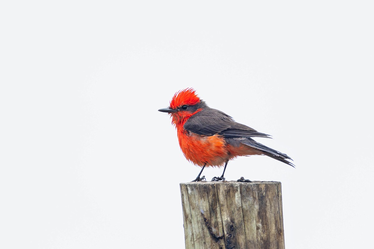Vermilion Flycatcher (obscurus Group) - ML633947925