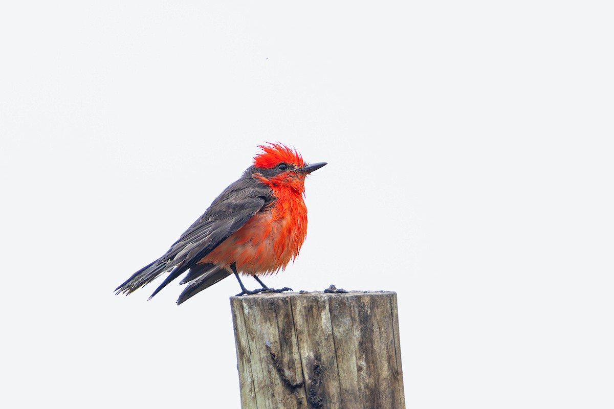 Vermilion Flycatcher (obscurus Group) - ML633947932