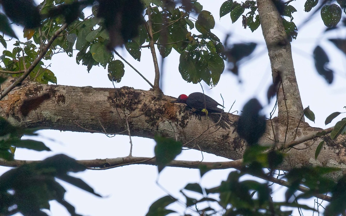 White-bellied Woodpecker - ML633948083